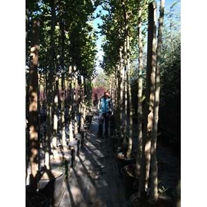 Platanus orientalis