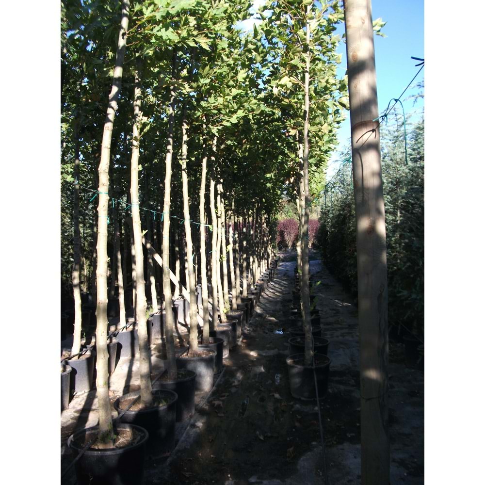 Platanus orientalis