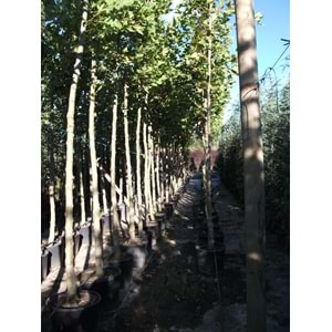 Platanus orientalis