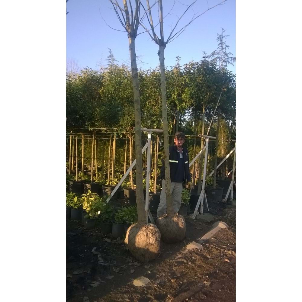 Platanus orientalis