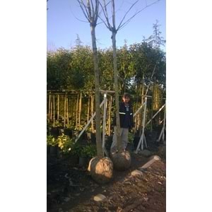 Platanus orientalis