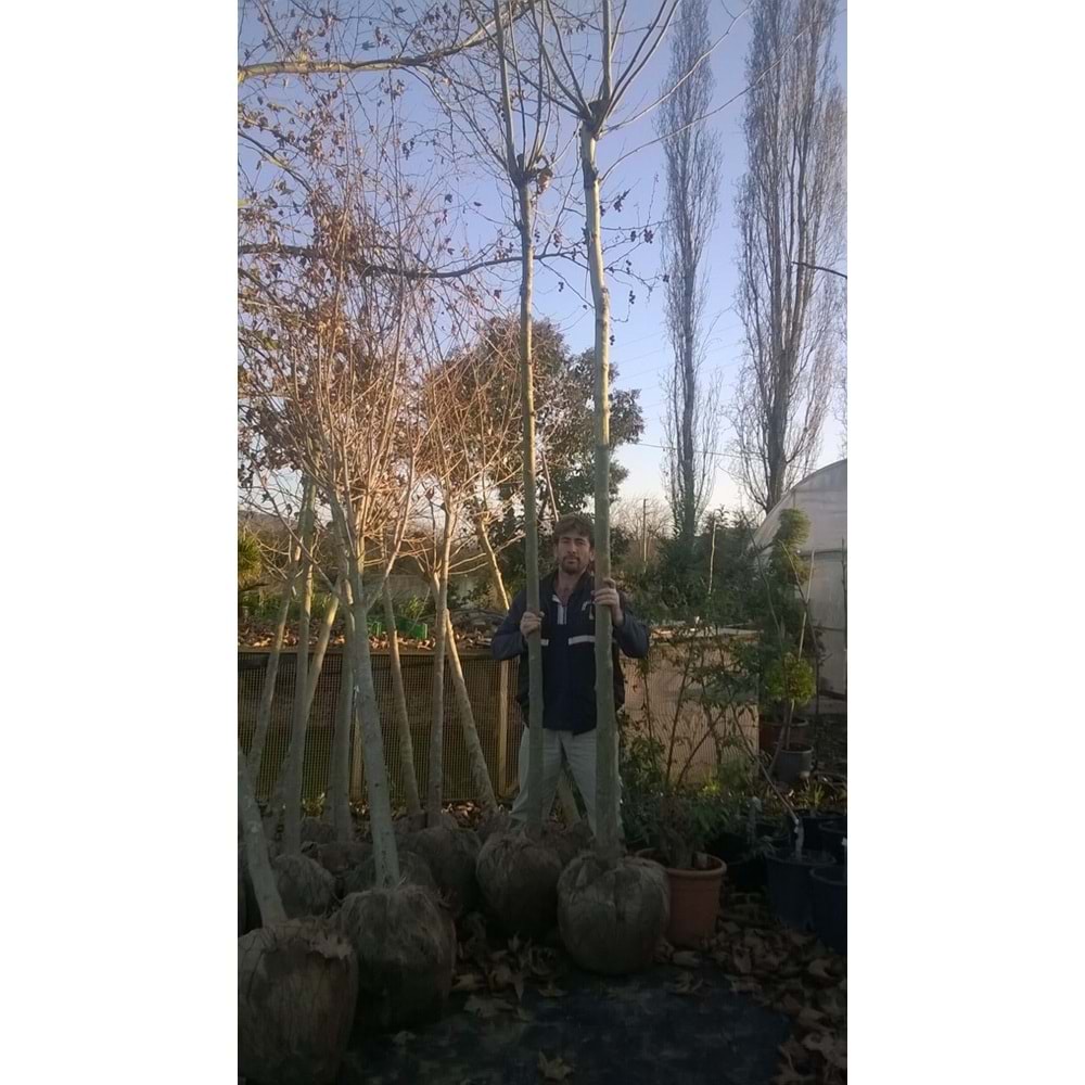 Platanus orientalis