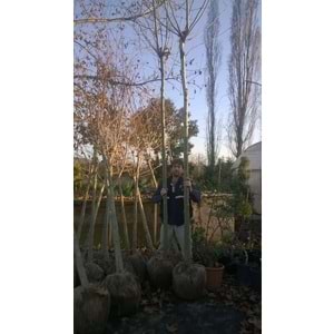 Platanus orientalis
