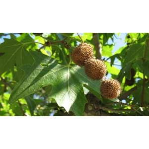 Platanus orientalis