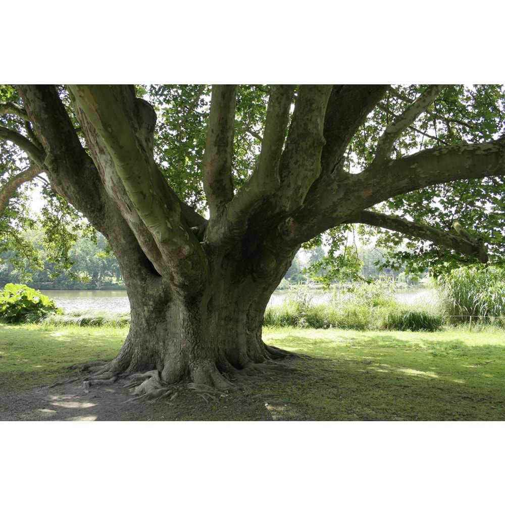 Platanus orientalis