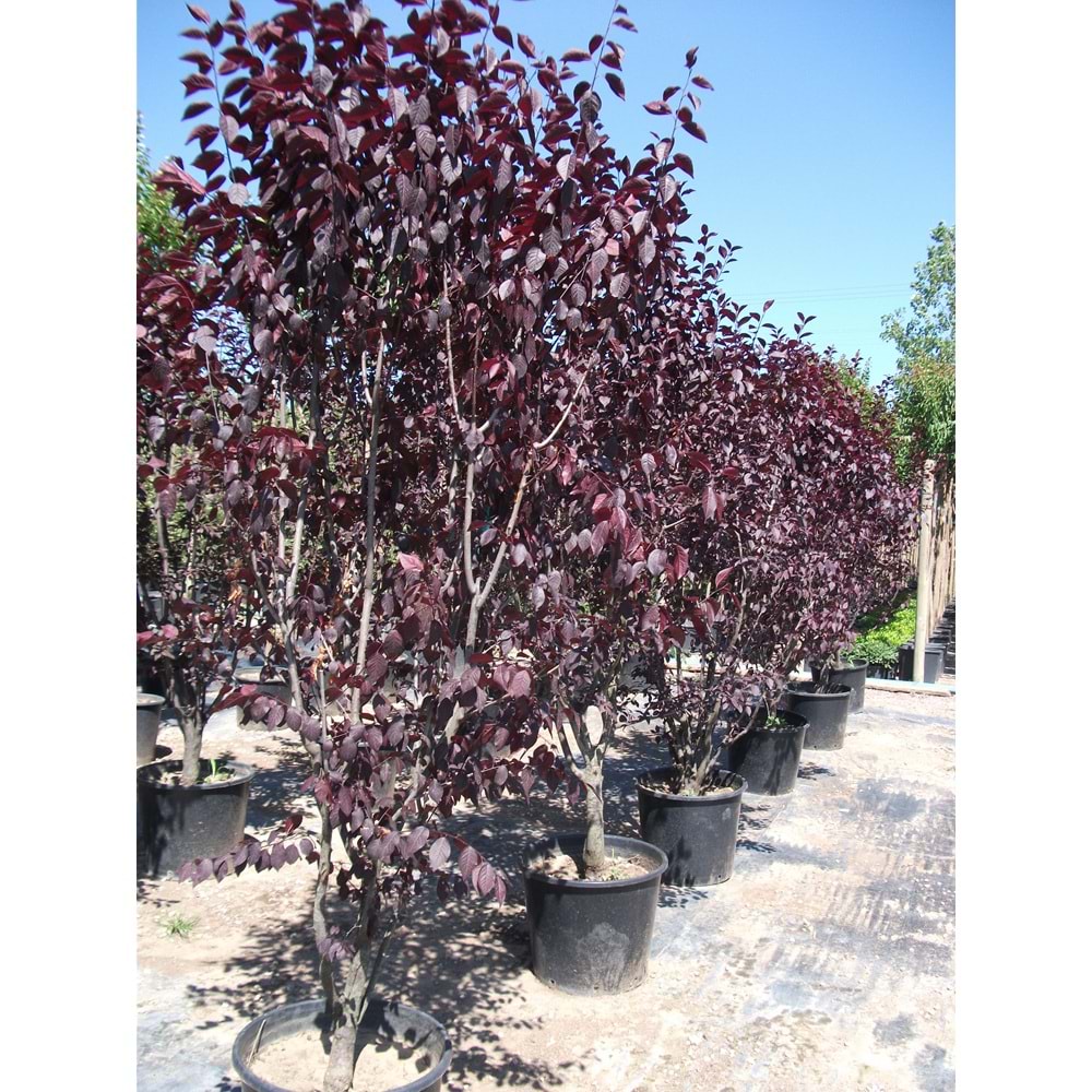 Prunus cerasifera pissardii