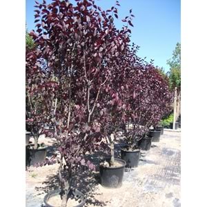 Prunus cerasifera pissardii