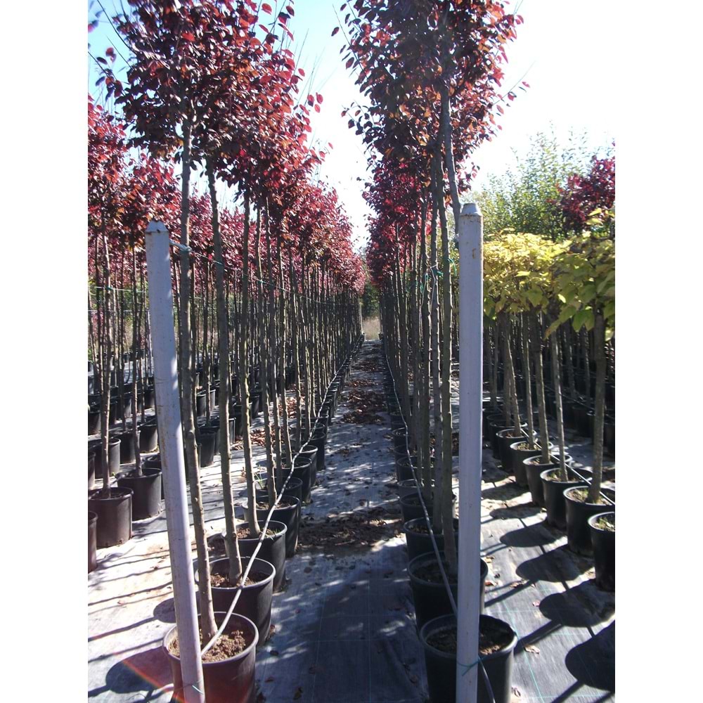 Prunus cerasifera pissardii