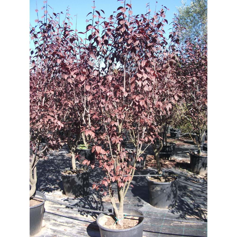 Prunus cerasifera pissardii