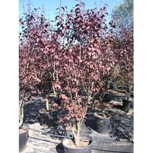 Prunus cerasifera pissardii