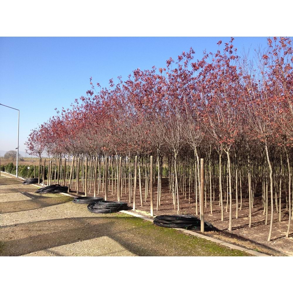 Prunus cerasifera pissardii