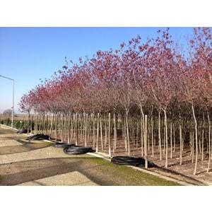 Prunus cerasifera pissardii