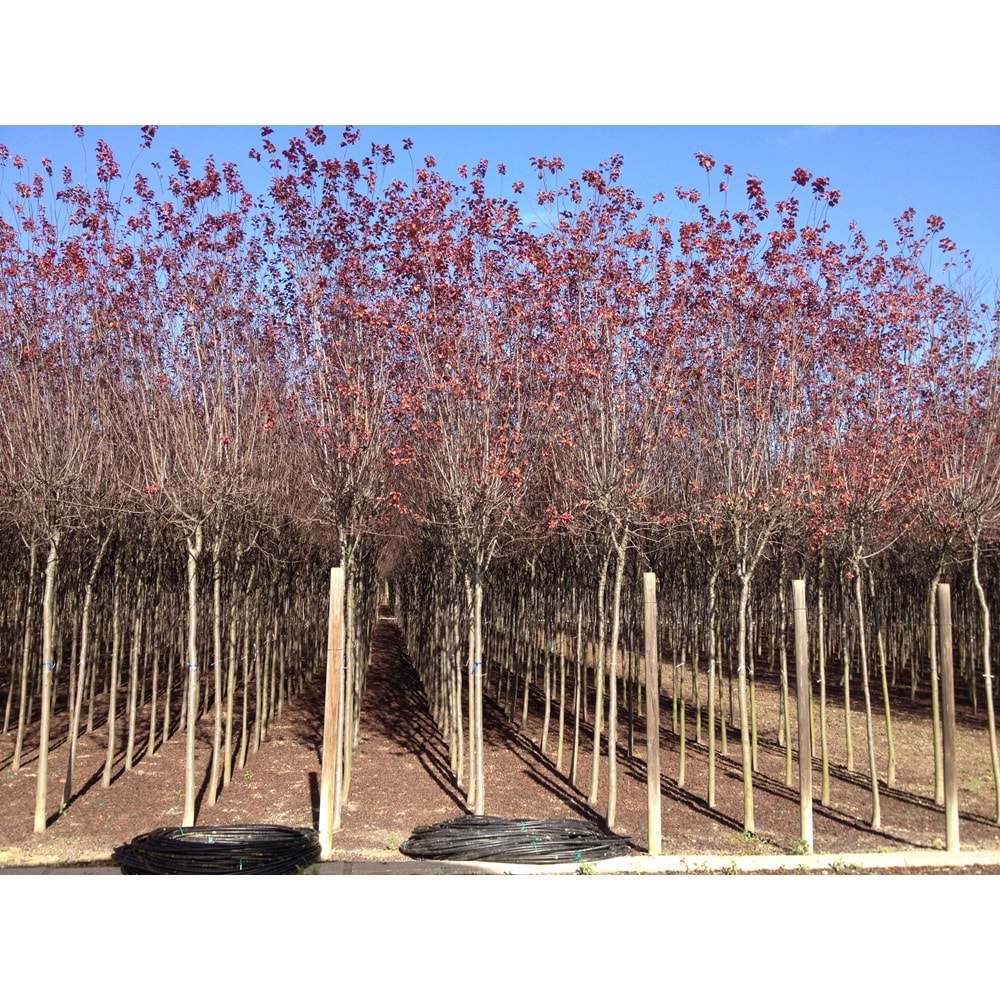 Prunus cerasifera pissardii