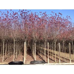 Prunus cerasifera pissardii