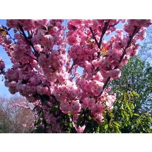 Prunus serrulata kanzan
