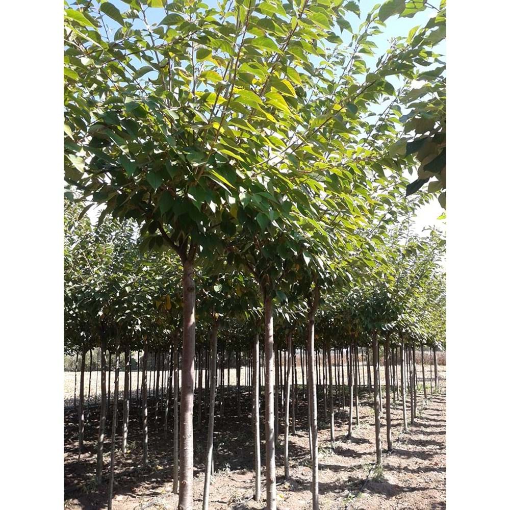 Prunus serrulata kanzan