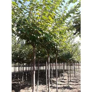 Prunus serrulata kanzan
