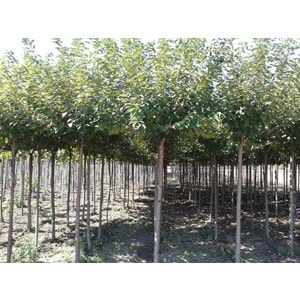 Prunus serrulata kanzan