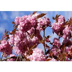 Prunus serrulata kanzan