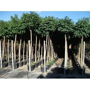Robinia pseudoacacia umbraculifera