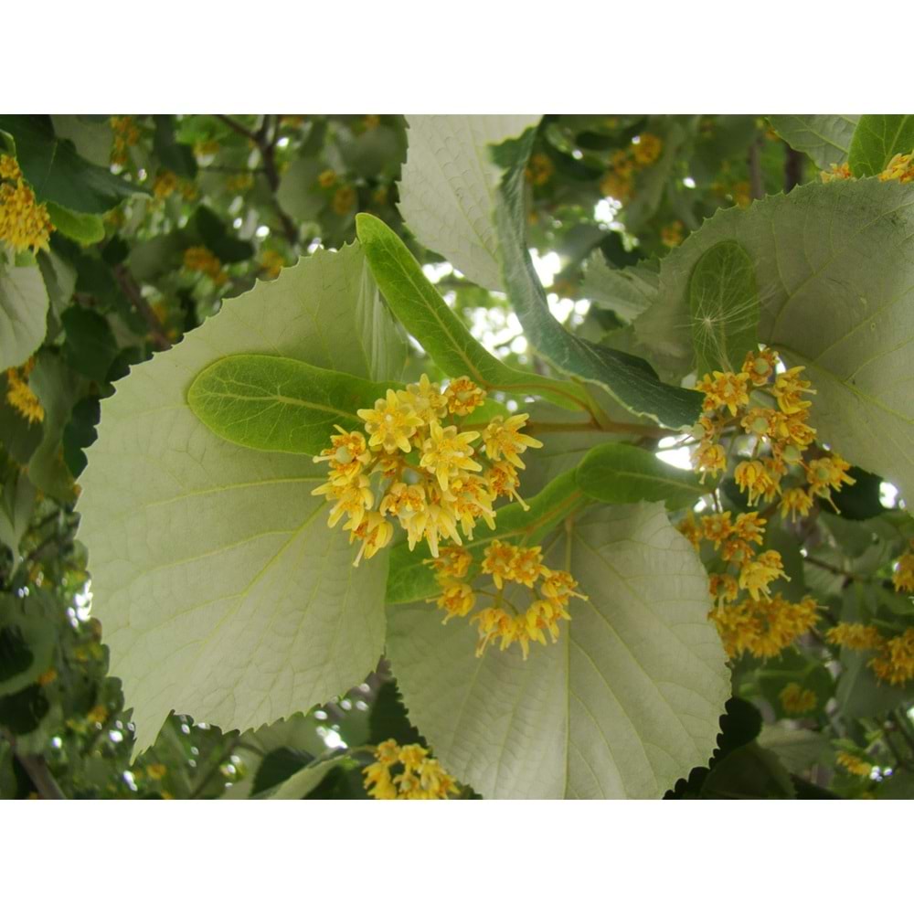 Tilia tomentosa