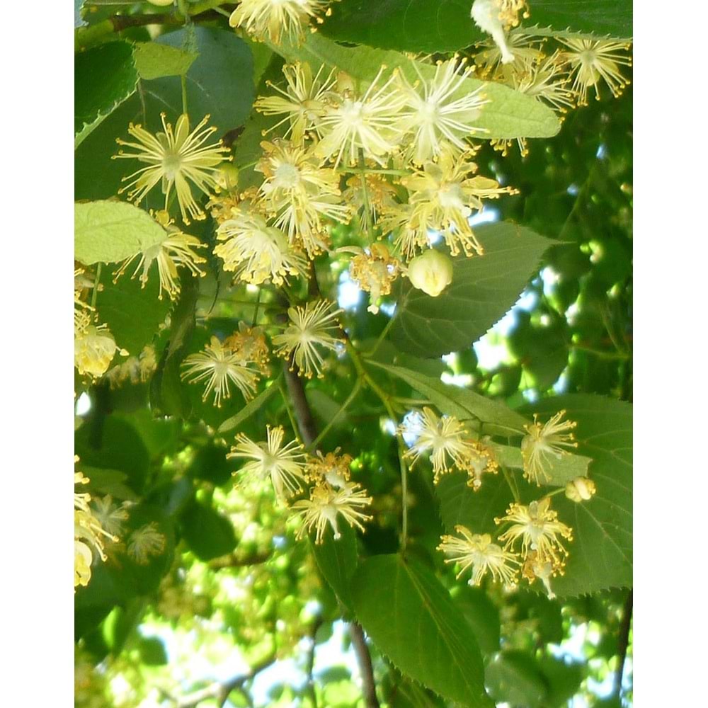 Tilia tomentosa
