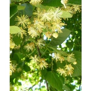 Tilia tomentosa