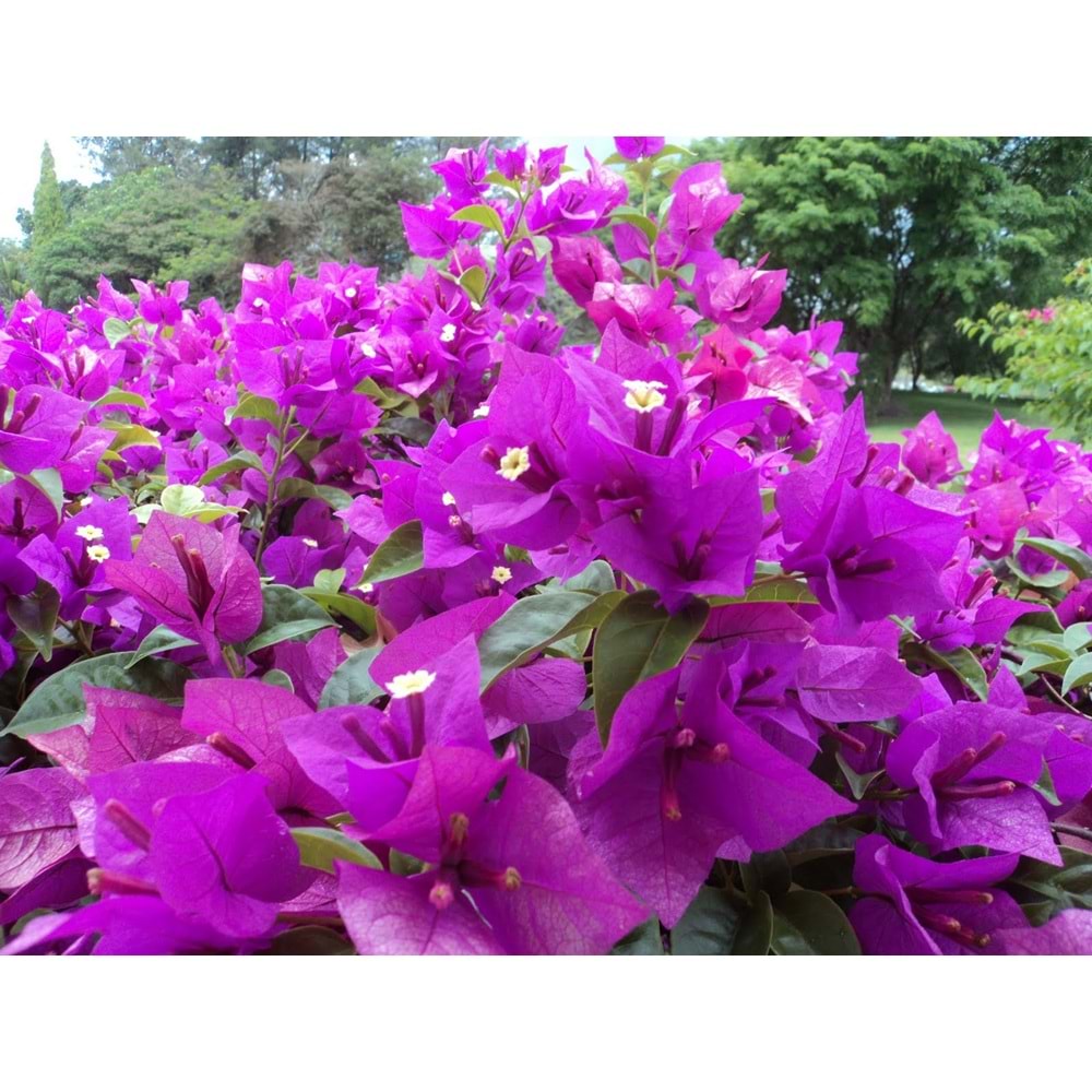 Bougainvillea glabra