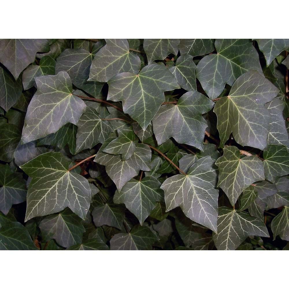Hedera helix