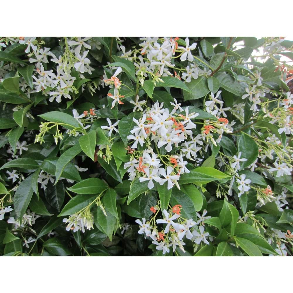 Rhyncospermum jasminoides