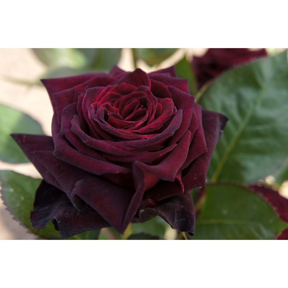 Rosa black tea roses