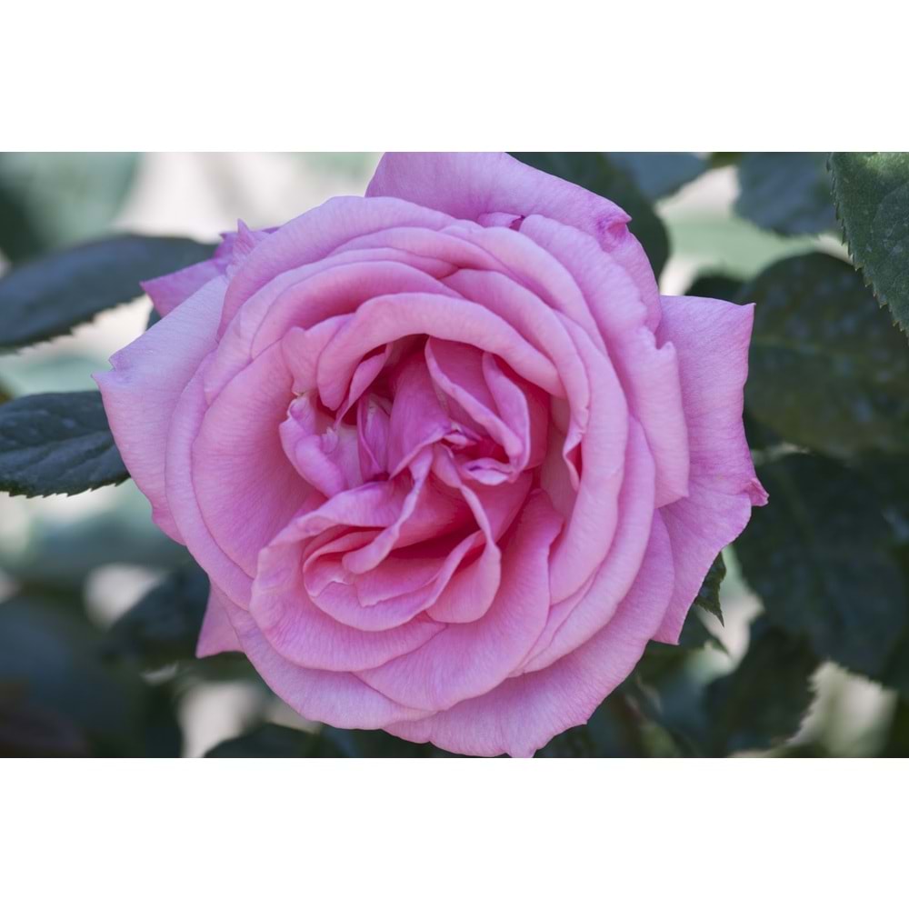 Rosa blue river