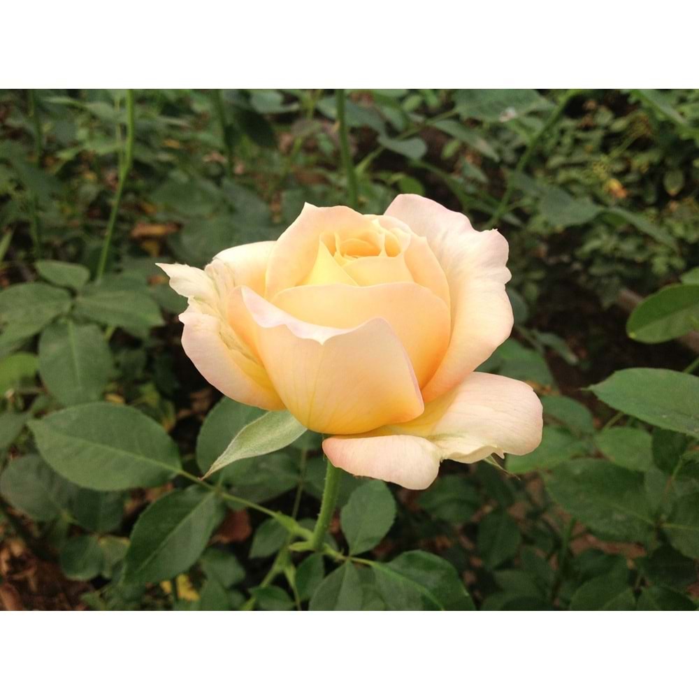 Rosa caramel antike