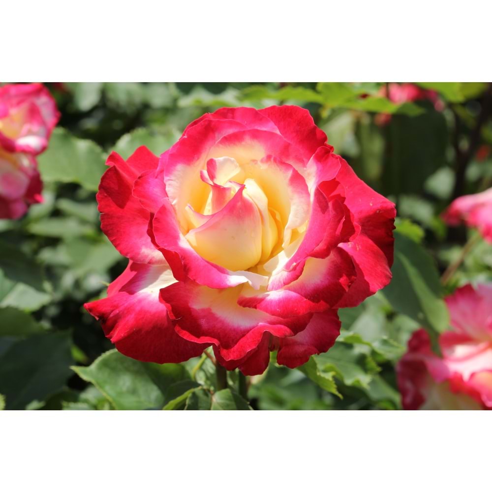 Rosa double delight