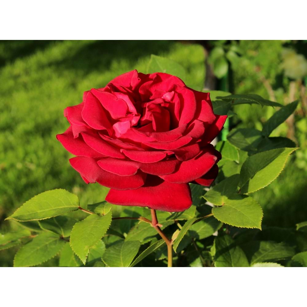 Rosa duftzauber