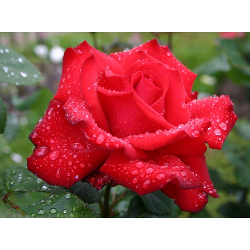 Rosa grande amore