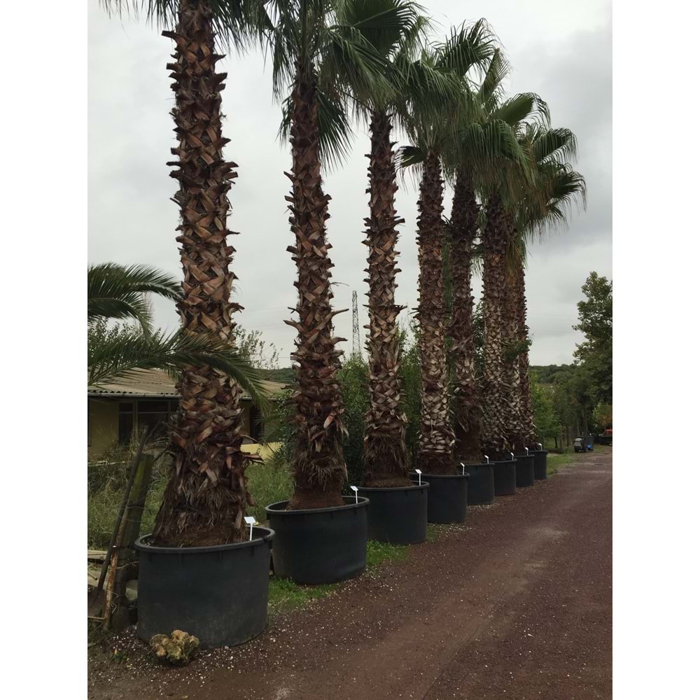 Washingtonia robusta