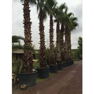 Washingtonia robusta
