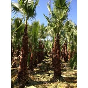 Washingtonia robusta