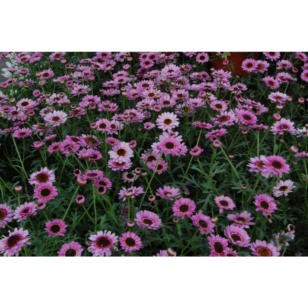 Argyranthemum pink