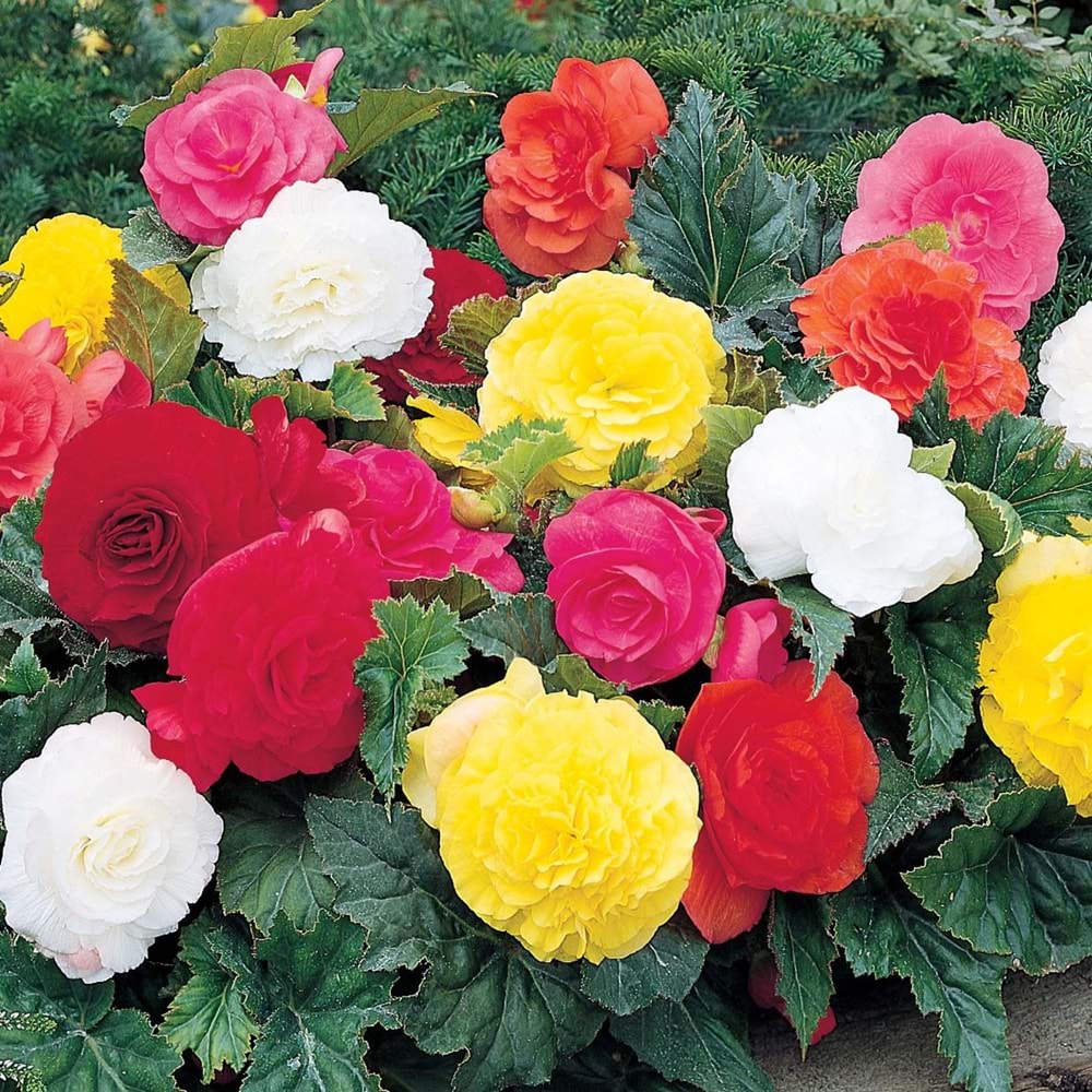 Begonia