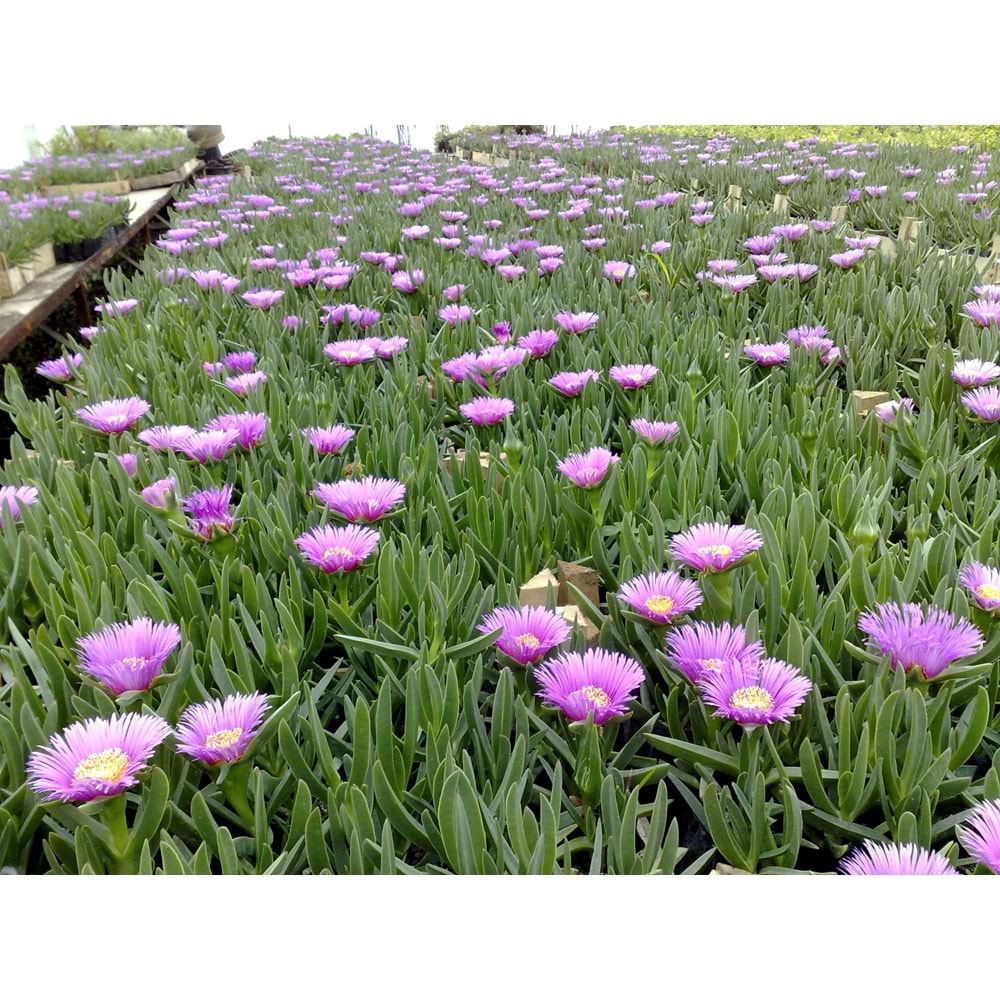 Carpobrotus acinaciformis
