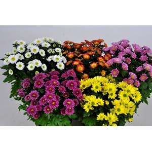 Chrysanthemum