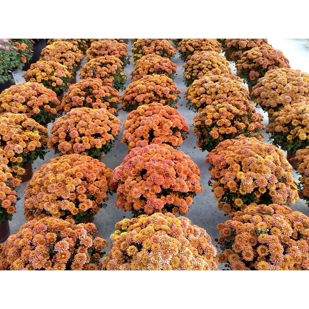 Chrysanthemum