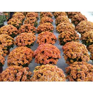 Chrysanthemum