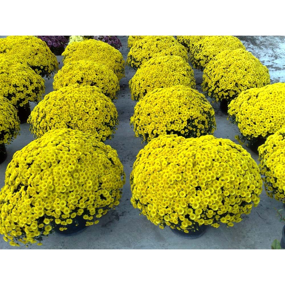 Chrysanthemum