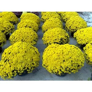 Chrysanthemum