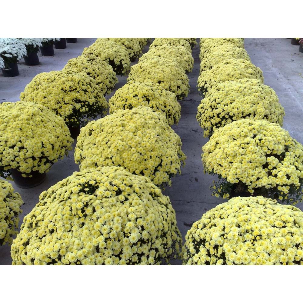 Chrysanthemum