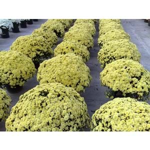 Chrysanthemum