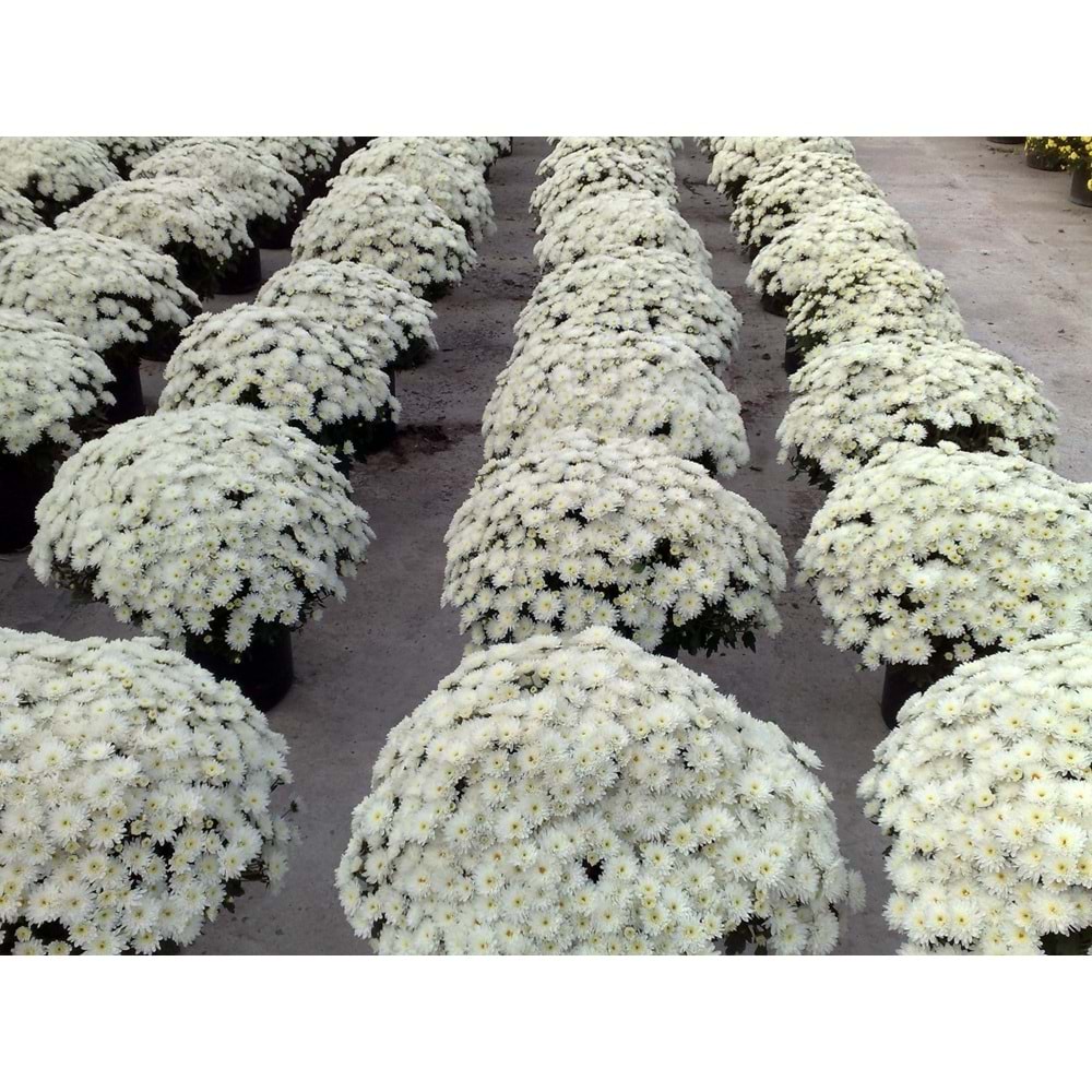 Chrysanthemum
